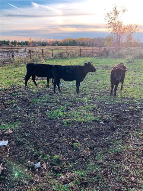 Angus Holstein Cross Calves Livestock Trenton Kijiji