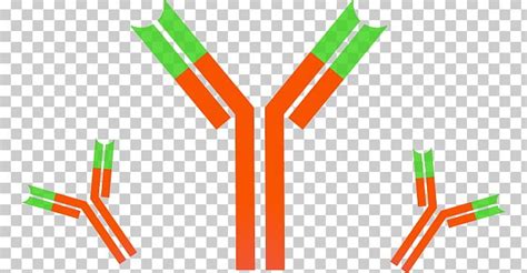Antibody Clipart 20 Free Cliparts Download Images On Clipground 2024
