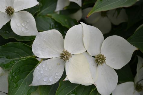 This selection may look the same as the species, but wait until it's bloom time. How to Propagate and Grow 'Milky Way' Chinese Dogwood ...