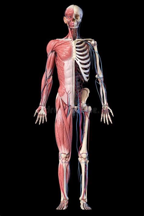 Human Full Body Skeleton With Muscles Veins And Arteries 3d Illustration Stock Illustration