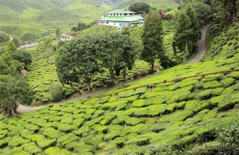27 tempat menarik di cameron highland 2018 (panduan boh tea plantation | tea plantation in cameron highland. Hang Kebun: LADANG TEH CAMERON HIGHLANDS