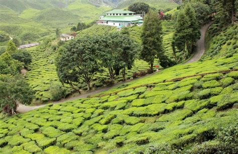 Your teh boh stock images are ready. Hang Kebun: LADANG TEH CAMERON HIGHLANDS