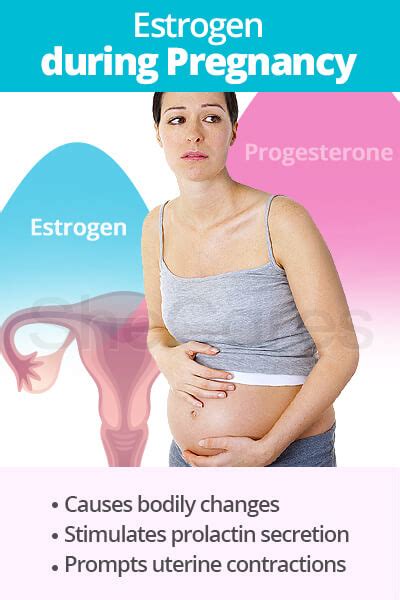 Estrogen And Pregnancy Shecares