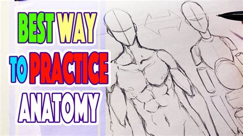 Aggregate Basic Anatomy Sketch Super Hot Seven Edu Vn