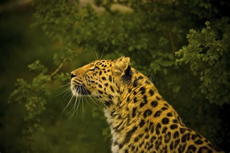 Amur Leopard Stock Photo Image Of Rare Male Hunted 2378338