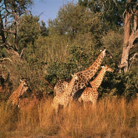 Giraffe Stock Photo Image Of Ecosystem Tree Landscape 50422450