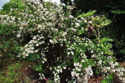 Deutzia x hybrida 'mont rose'. Deutzia hybrida 'Mont Rose' | Willaert Boomkwekerij