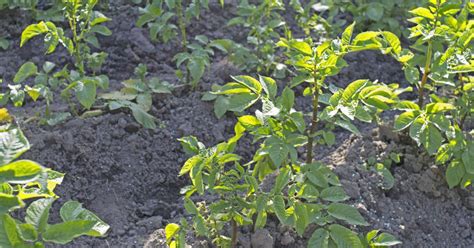 Wann werden frühkartoffeln in den garten gepflanzt? Kartoffeln anhäufeln - Mein schöner Garten