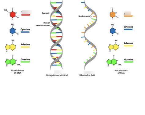 Structure Of Dna And Rna Diagram Quizlet