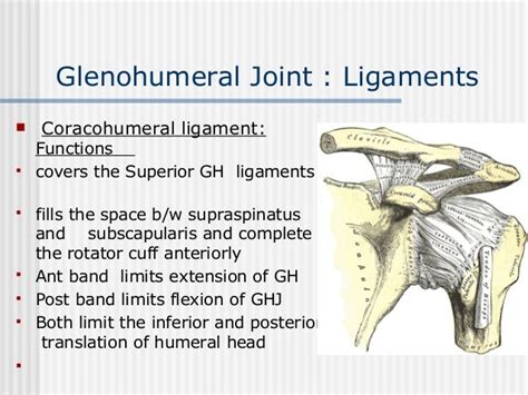 Examination Of Shoulder Joint