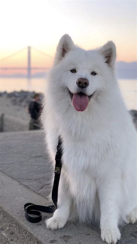 Beautiful Samoyed Samoyed Dogs Cute Dogs Breeds Cute Baby Dogs