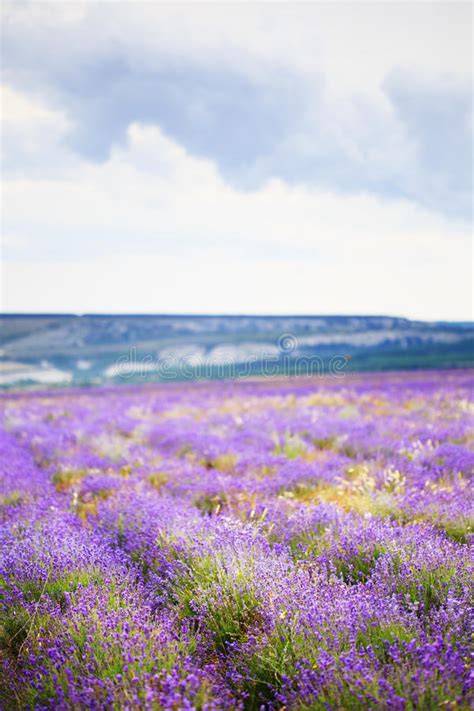 Lavender Sea Stock Image Image Of Floral Aroma Blossoming 82643659