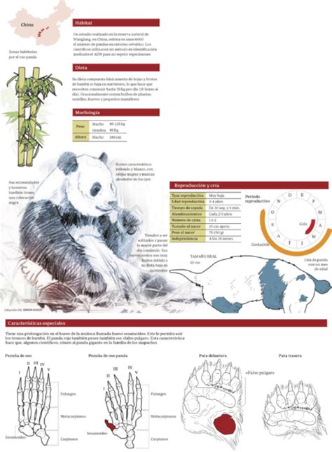 Osos Panda En Una Infografía Ilustrada De Cg Simón Para El Abc Del 31