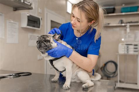 Young Professional Female Veterinarian Doctor Hold Pug Dog Before Exam