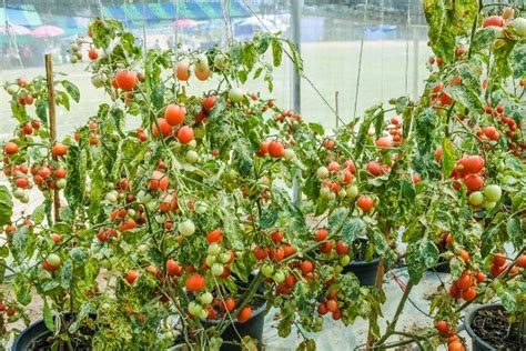 How To Grow Heirloom Tomatoes From Seeds A Guide Agri Farming