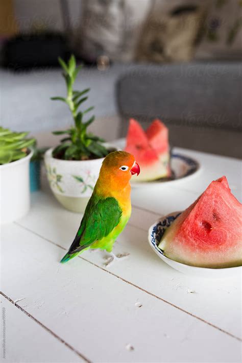 Parrot And Watermelon By Stocksy Contributor Jovana Rikalo Stocksy