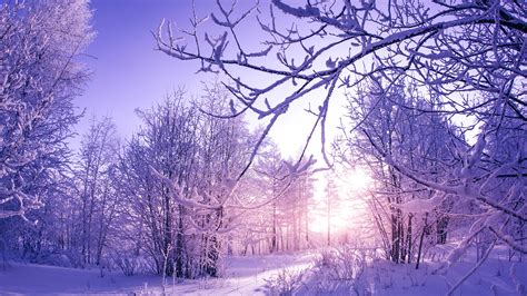 Snow Covered Winter Trees Wallpapers Hd Wallpapers