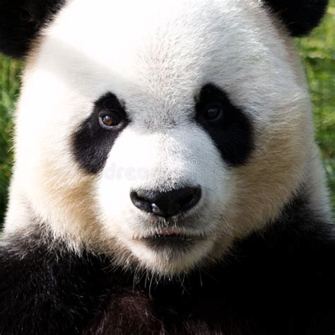 Close Up Giant Panda`s Fluffy Face China Stock Photo Image Of Panda