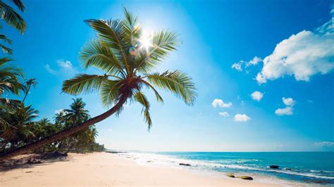 Beaches Palm Trees Wallpaper
