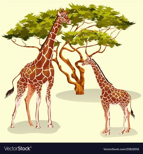 cartoon giraffes eating foliage acacia trees in vector image