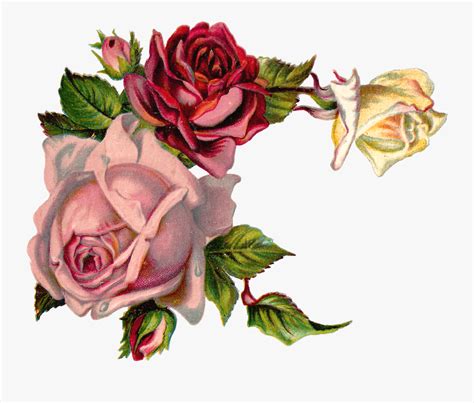 Clip Art Antique Images Digital Pink Vintage Roses Corner Png Free
