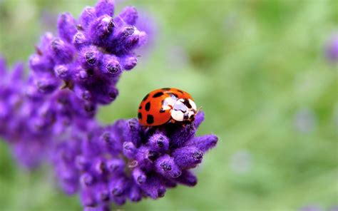 Ladybug Wallpapers Pictures Images