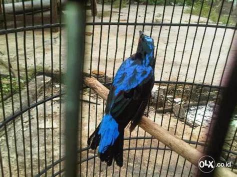 Burung cucak ijo (chloropsis sonnerati) merupakan salah satu jenis burung berkicau yang memiliki ciri khas warna hijau hampir di seluruh bagian tubuhnya. Jual Cucak Biru Jantan, Isian Banyak, Volume Kenceng ...