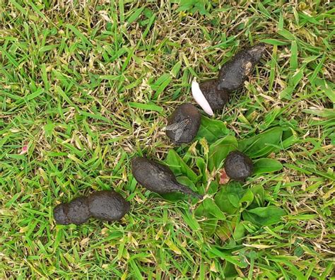 Who Poop In My Garden — Bbc Gardeners World Magazine