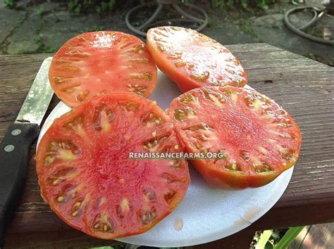 Watermelon Beefsteak Tomato Renaissance Farms Heirloom Tomato Seeds