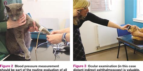 Figure 3 From Isfm Consensus Guidelines On The Diagnosis And Management