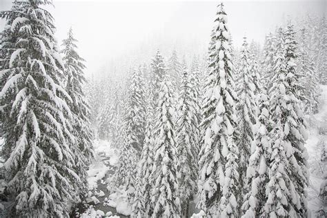 Snow Covered Evergreen Trees Photograph By Frank Huster Pixels