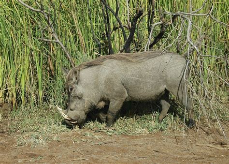 Phacochoerus Africanus Warthog Or Common Warthog Or Afr Flickr