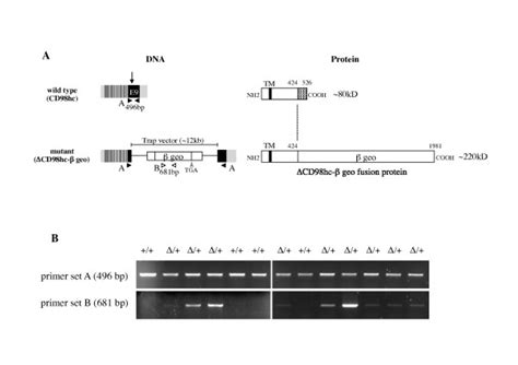 Insertional Mutation In Cd98hc A Schematic Representation Of The