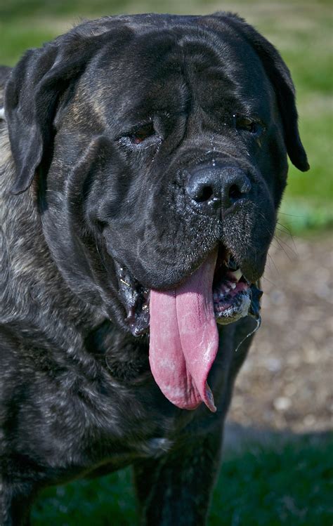 Bullmastiff breeders in australia and new zealand. 161 best Mastiffs we LOVE!! images on Pinterest