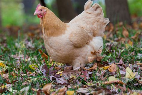 How To Tame Your Chickens Cuidados Gallinas Guía Omlet Uk