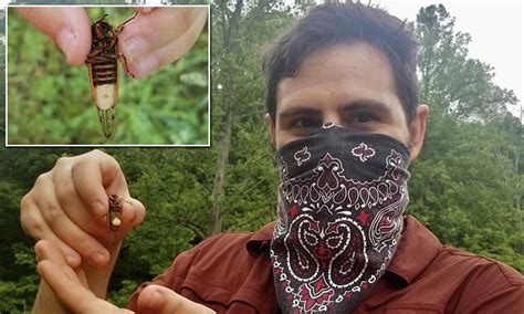 Fungus Turns Male Cicadas Into Sex Crazed Zombies That Lure And Infect