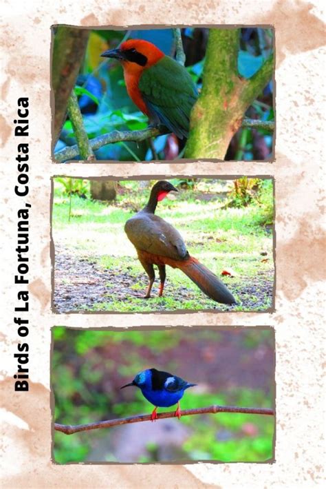 Birding In Costa Rica Bogarin Trail La Fortuna Field Guide La