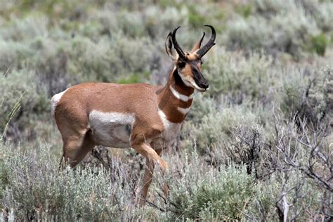 Species Spotlight Pronghorn Oregon Natural Desert Association
