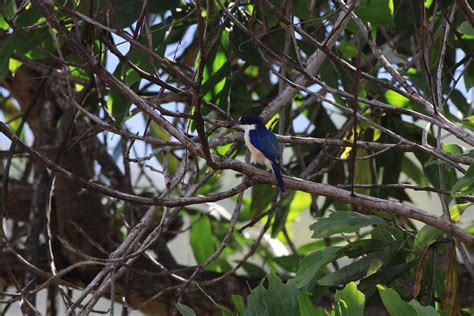 モリショウビンforest Kingfisher レッドドラゴンの鳥見旅行記