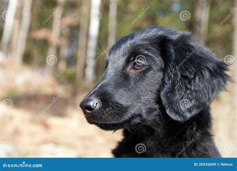 Black Puppy Stock Image Image Of Flat Profile Canine 30335609