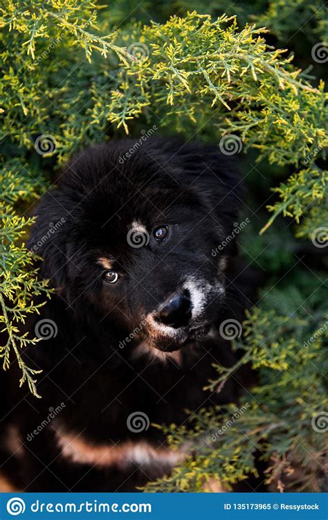 Amaizing Tibetan Mastiff Dog In The Sunny Park In Bush Stock Image