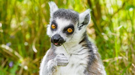 Lemur 4k Ultra Hd Wallpaper Background Image 3840x2160 Id1026523