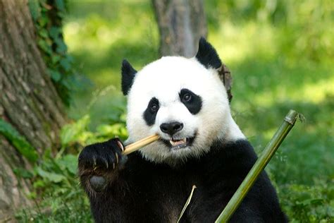 Smithsonian Insider Smithsonian Scientists Give Giant Pandas A