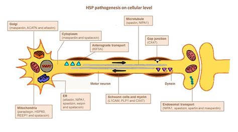 Difference Between Pathophysiology And Pathogenesis Compare The