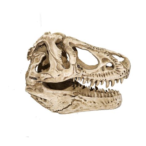 T Rex Skull Jurassic Jacks Fossil Shack