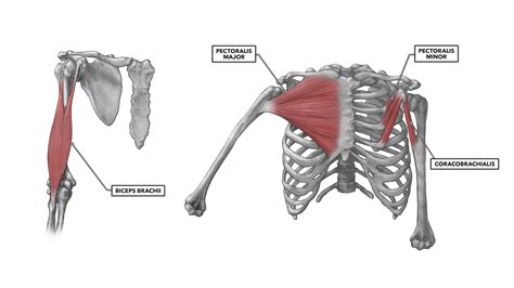 Shoulder Muscles And Their Functions