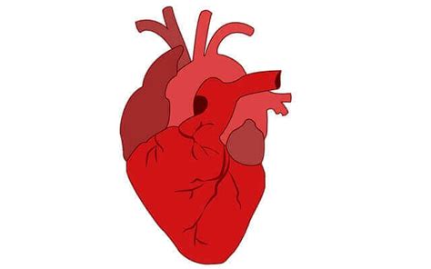 9 Enlarged Heart Symptoms And Causes 2024