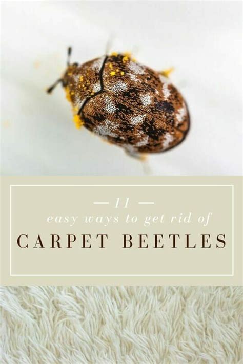 Get Rid Of Carpet Beetles Carpet Beetle Spray Beetle Home Remedies