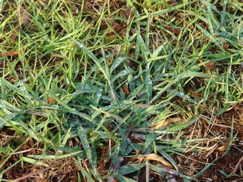 Weed Of The Week Crabgrass Panhandle Agriculture
