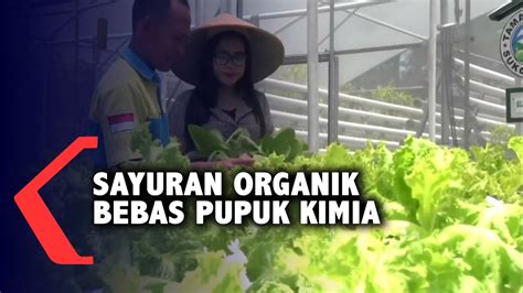 Budidaya Sayuran Organik Untuk Kesehatan Youtube